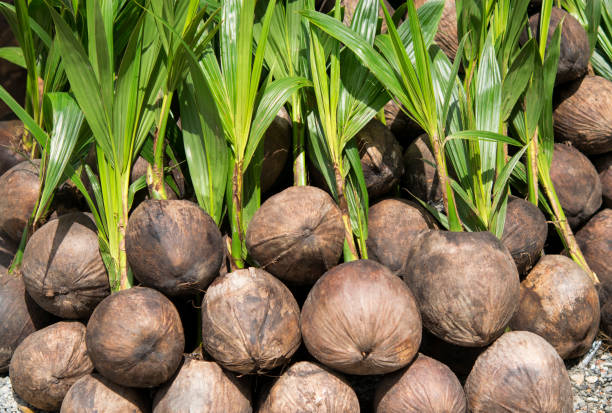 Cultivated Coconut Sprouts