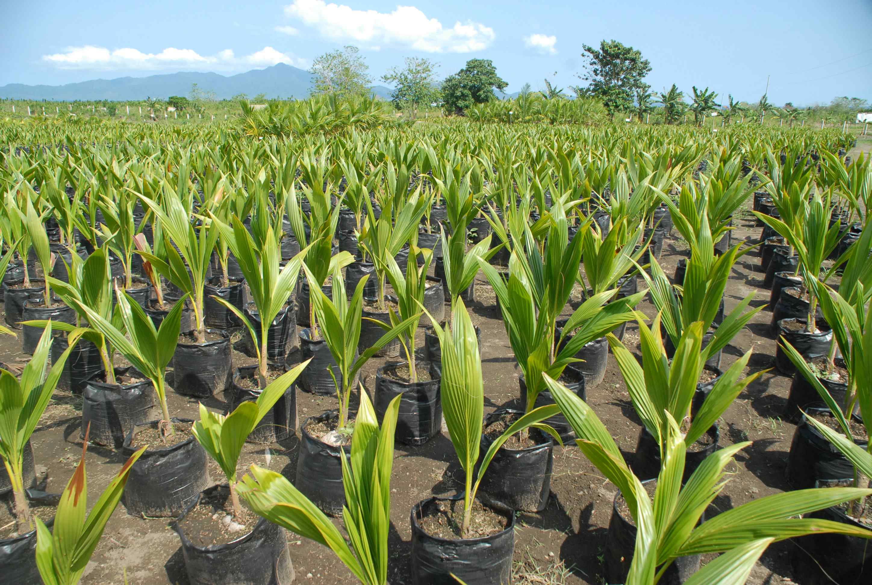 A picture of seedlings of coconut sprouts