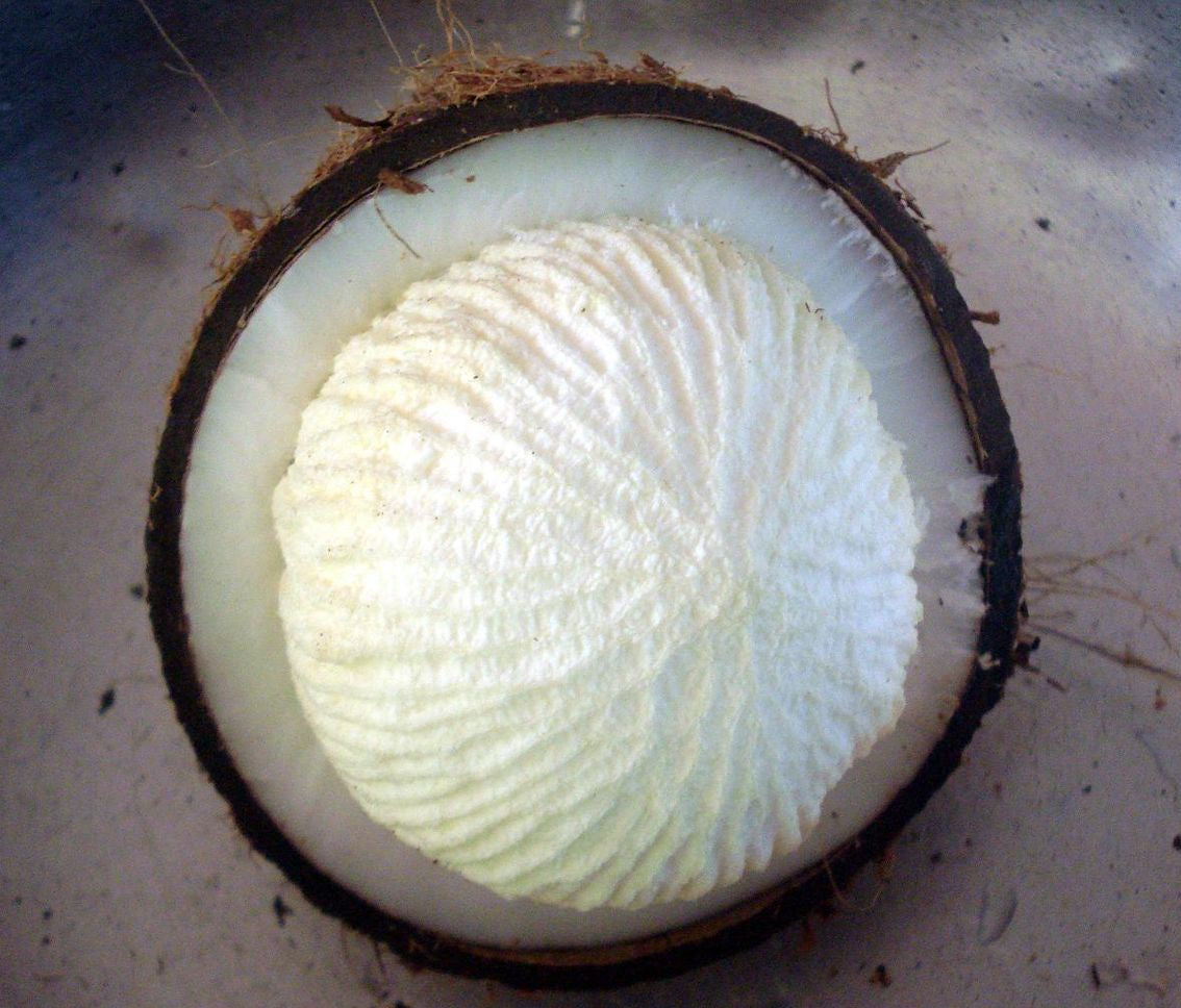 Coconut Apple